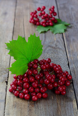 Fresh kalina berry on wooden background close up. Super food