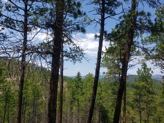 Obraz premium Heddy Draw Overlook, Custer State Park, South Dakota