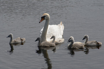white swan with chicks on the lake

