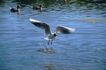 Black-headed gull in flight over a lake