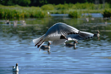 Black-headed gull in flight over a lake