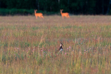 Lapwing, Lapwing Vanellus vanellus and European roe deer at the same time in the meadow. The ecosystem of the Stawy Milickie reserve - obrazy, fototapety, plakaty