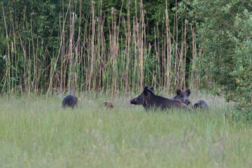 Wild boar (Sus scrofa) on the meadow after sunset. A wild boar family in the Stawy Milickie nature reserve - obrazy, fototapety, plakaty