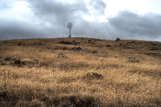 Abandoned young tree on the hilltop, in winter