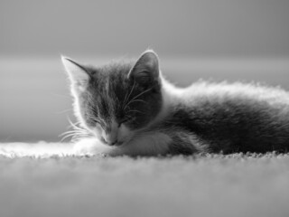 black and white photo of a sleepy kitten