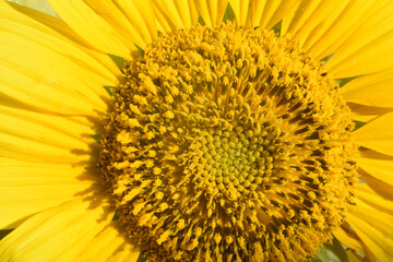 Sunflower texture and background. An agricultural crop for food and technical sunflower oil.