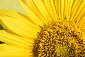 Fragment of a beautiful yellow blooming sunflower. Close up of petals, stamens and pistils. Sunlighted. Macro.