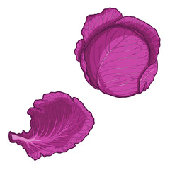 Red cabbage and cabbage leaf. Vector illustration isolated on a white background.