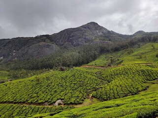 green plantation