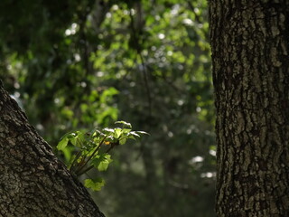 Arbol con pequeño retoño