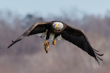 Bald Eagle in Flight