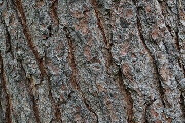 Kiefer, Pinus im Detail mit einer rauen Borke