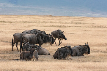  A herd of wildebeest have a rest during the great migration.