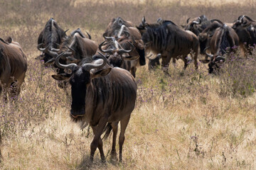Naklejka na ściany i meble A herd of wildebeest moving through Ngorongoro crater during the migration.