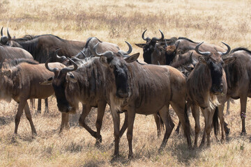 A herd of wildebeest moving through Ngorongoro crater during the migration.