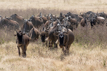 A herd of wildebeest moving through Ngorongoro crater during the migration.
