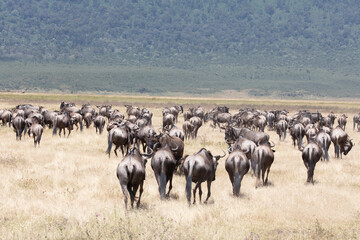A herd of wildebeest moving through Ngorongoro crater during the migration.
