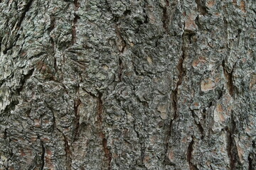 Pinus, Borke einer Kiefer im Detail