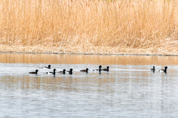 Tufted duck (Aythya fuligula) water bird, a small flock swims in the calm water of the lake. The adult male is all black except for white flanks, female is brown.