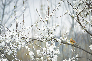 Yellowhammer (Emberiza citrinella) - A small yellow-brown bird sitting on a flowering tree branch.
