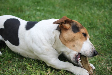 jack russell terrier