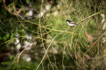 Collared flycatcher (Ficedula albicollis) - a small bird sitting on a tree branch.