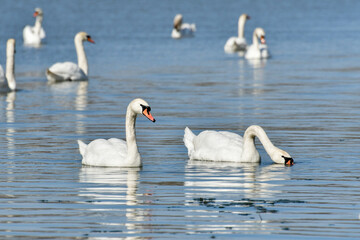Mute swan (Cygnus olor) large water bird, a small flock swims in the calm water of the lake and searches for food underwater.