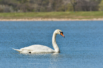 Mute swan (Cygnus olor), a large water bird, swims in the calm lake water and searches for food underwater.