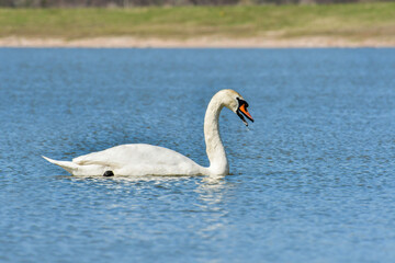 Mute swan (Cygnus olor), a large water bird, swims in the calm lake water and searches for food underwater.