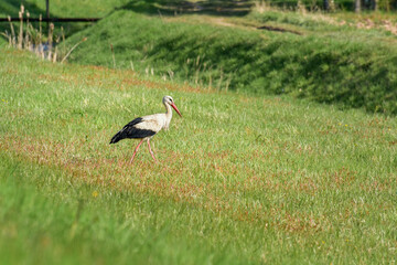 White Stork (Ciconia ciconia), a large wading bird walks on the green grass by the river.