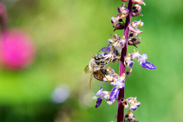 Bee working in the morning pollinating flowers in a garden bathed by natural light.