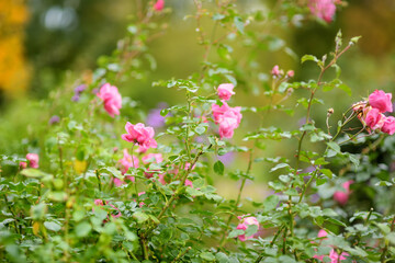 Bright pink rose flowers in a backyard garden in autumn. Fall season. Decorative flowers .