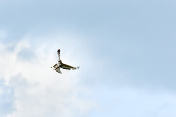 The buzzard (Buteo buteo) is a bird of prey circling in the sky in search of food.