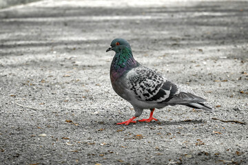 The rock pigeon (Columba livia) is walking along the path in the park.