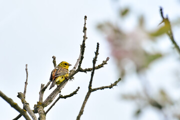 Eurasian Yellowhammer (Emberiza citrinella) is a small bird sitting on a tree branch.
