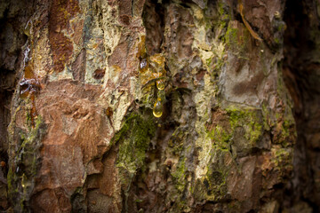 Droplets of yellow pine resin on the background of the bark of a tree.