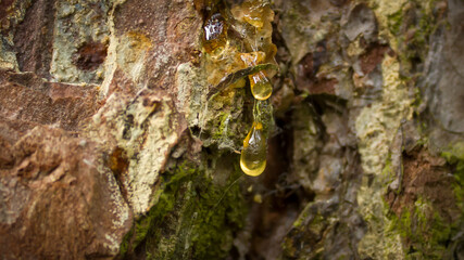 Droplets of yellow pine resin on the background of the bark of a tree.
