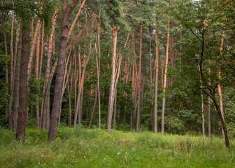 Outskirts of Grodno, Belarus. Summer landscape with pine forest. Pine trunks lit by the sun, green grass in a forest glade.