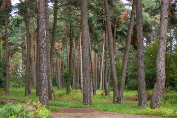 Outskirts of Grodno, Belarus. Summer landscape with pine forest. Pine trunks lit by the sun, green grass in a forest glade.