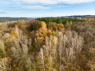 Fototapeta premium Aerial view of autumn forest with green and yellow trees. Mixed deciduous and coniferous forest. Beautiful fall scenery near Vilnius, Lithuania