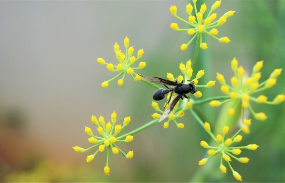 abelha na flor de erva-doce