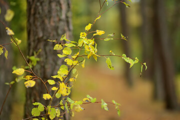 Beautiful golden leaves on a tree branch on autumn day