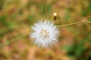 flor na relva