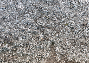 fine gravel over a brown soil background