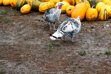 Defocus two female turkey on village courtyard walking on ground. Two turkey birds in a rural scene. Many yellow harvest pumpkins background. Meleagris gallopavo. Out of focus