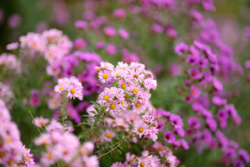 Different shades of purple chrysantemum flowers in a backyard garden in autumn. Fall season. Decorative flowers.