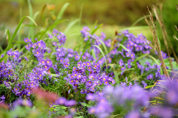 Obraz premium Different shades of purple chrysantemum flowers in a backyard garden in autumn. Fall season. Decorative flowers.