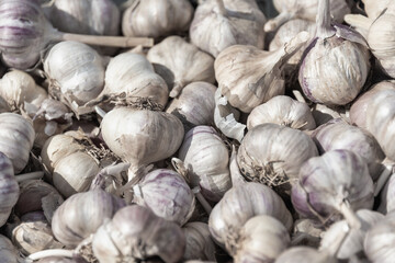 Garlic close-up. Trading at the farmers' market.