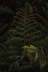 dark fern