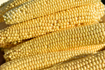 Ears of ripe juicy yellow corn close-up